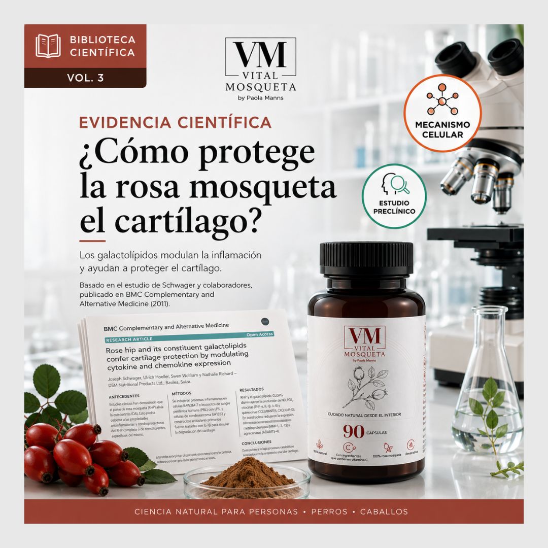 ¿Cómo protege la rosa mosqueta el cartílago? El mecanismo de acción de sus galactolípidos
